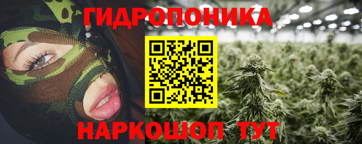 Конопля сатива Всеволожск